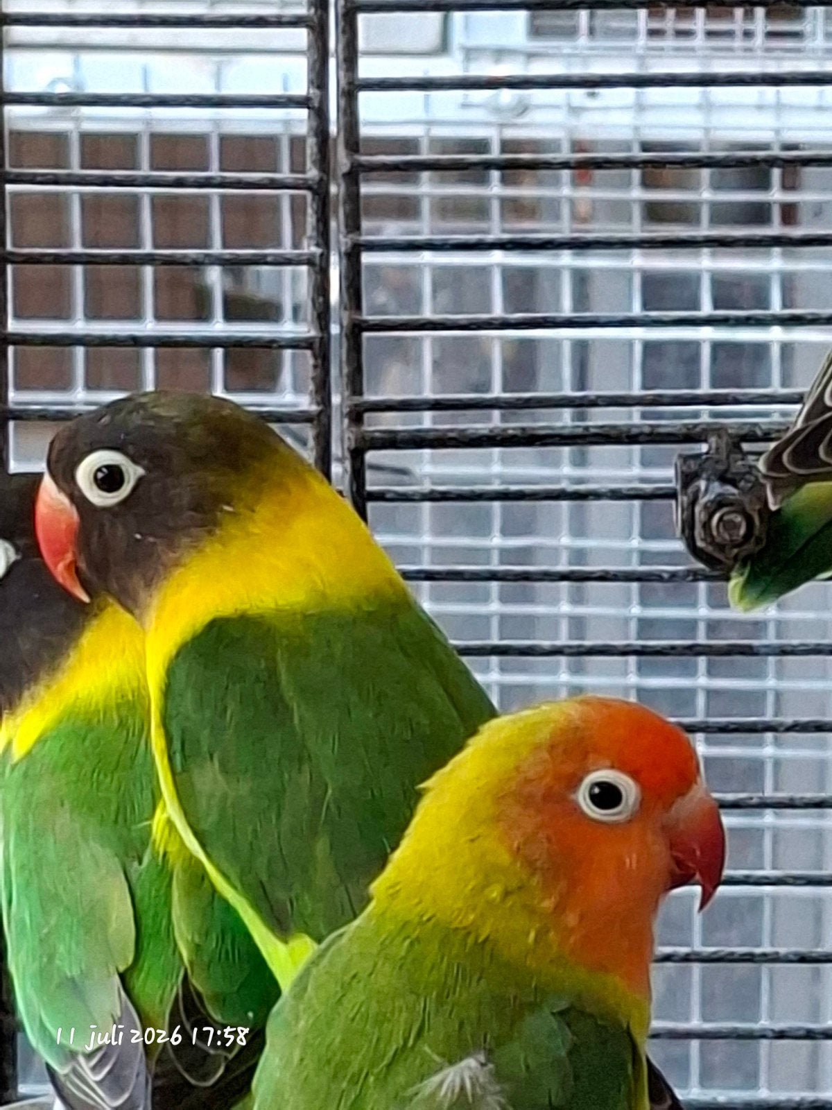 À vendre Agapornis personatus, Animaux & Accessoires, Oiseaux | Perruches & Perroquets, Plusieurs animaux, Perroquet nain ou Inséparable
