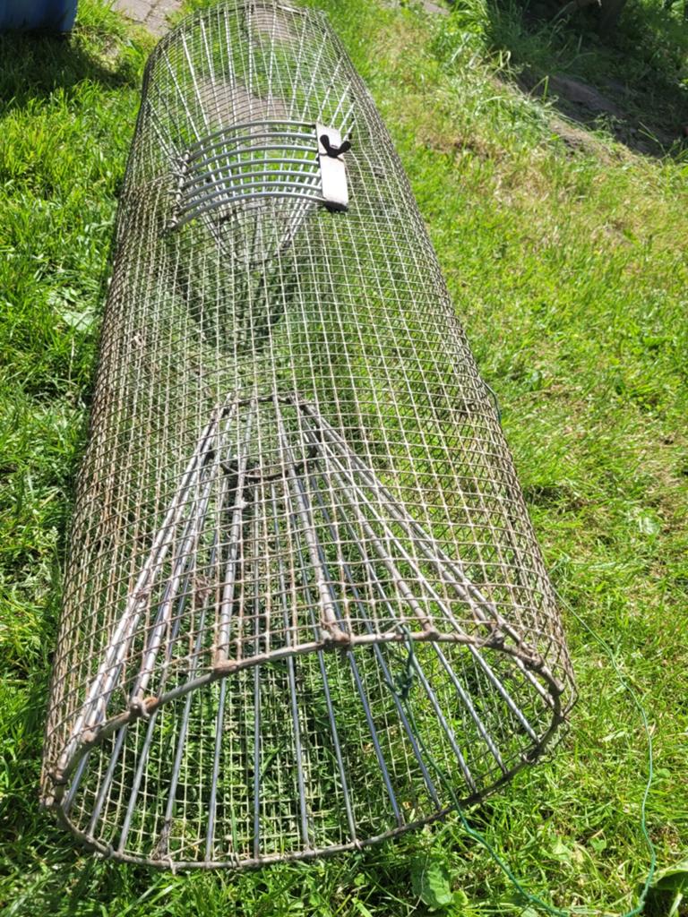 Trechterfuik muskusratten, Ophalen