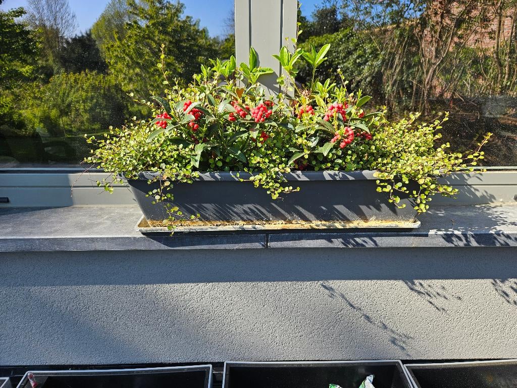 Bacs à fleurs gris foncé en plastic, Moins de 30 cm, Enlèvement, Utilisé, 60 à 100 cm