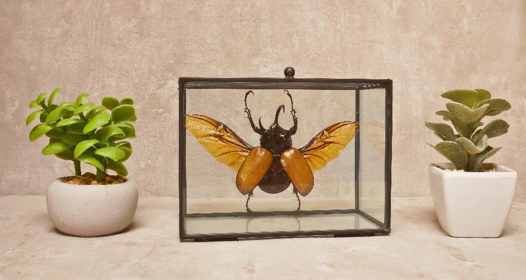 Kever in glazen box, Verzamelen, Ophalen of Verzenden, Nieuw, Insect, Overige typen