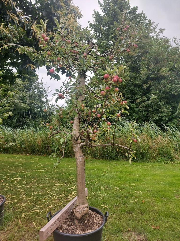 Oude fruitbomen o.a. Elstar, Tuin en Terras, Ophalen, 250 tot 400 cm, In pot, Appelboom