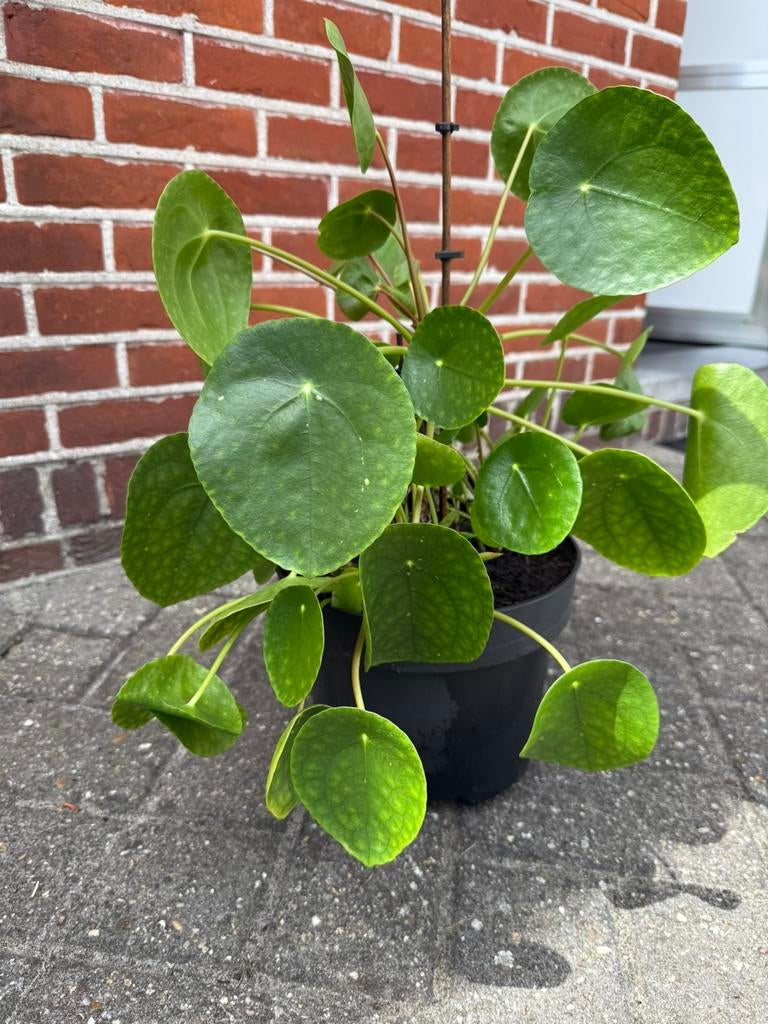 Pannenkoek plant, Ophalen