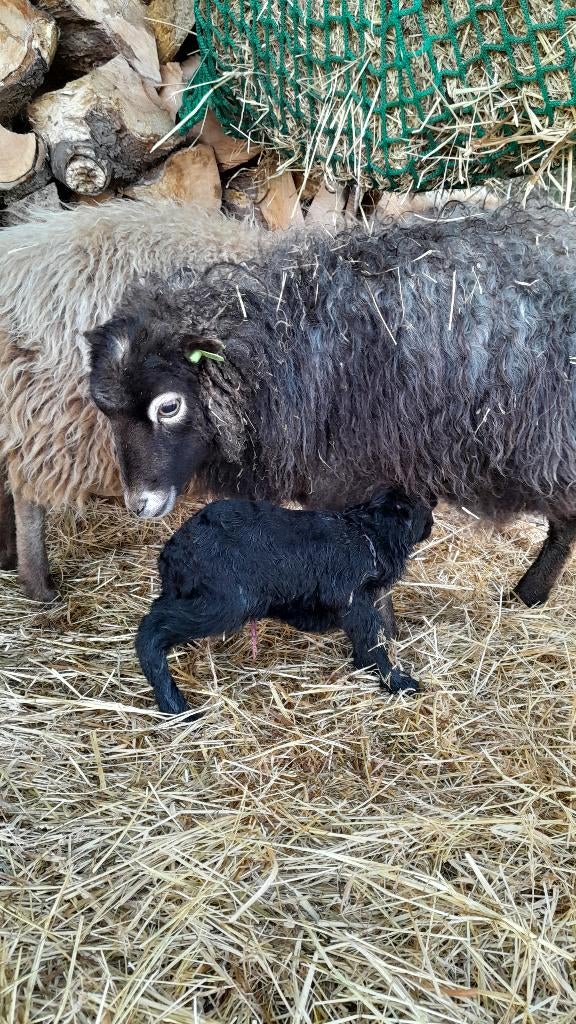 Quessant / lammetjes, Plusieurs animaux, Mouton, 0 à 2 ans