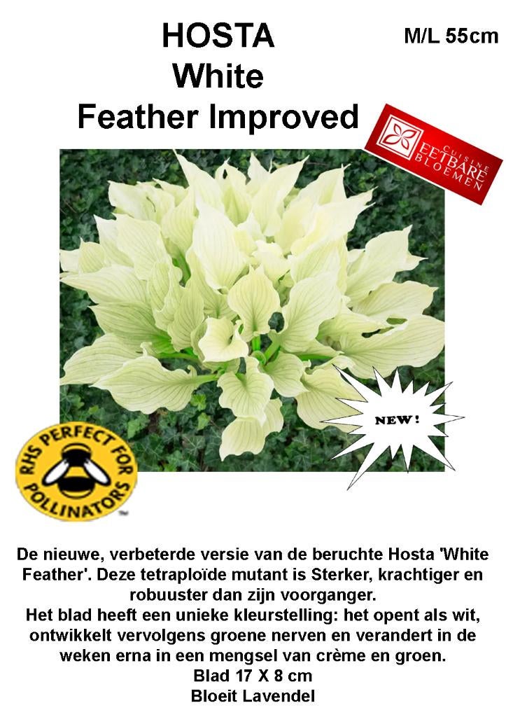 HOSTA nieuwigheden, Tuin en Terras, Overige soorten, Vaste plant, Ophalen of Verzenden, Halfschaduw