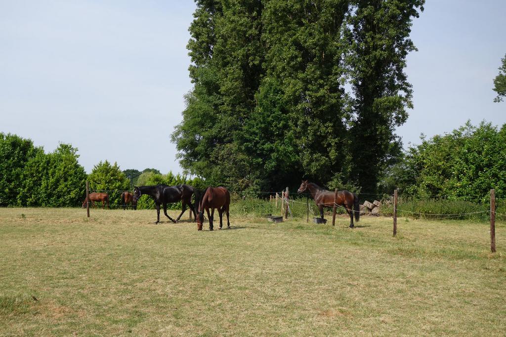 Boxen te huur in 1853 Strombeek, Weidegang, 4 paarden of pony's of meer
