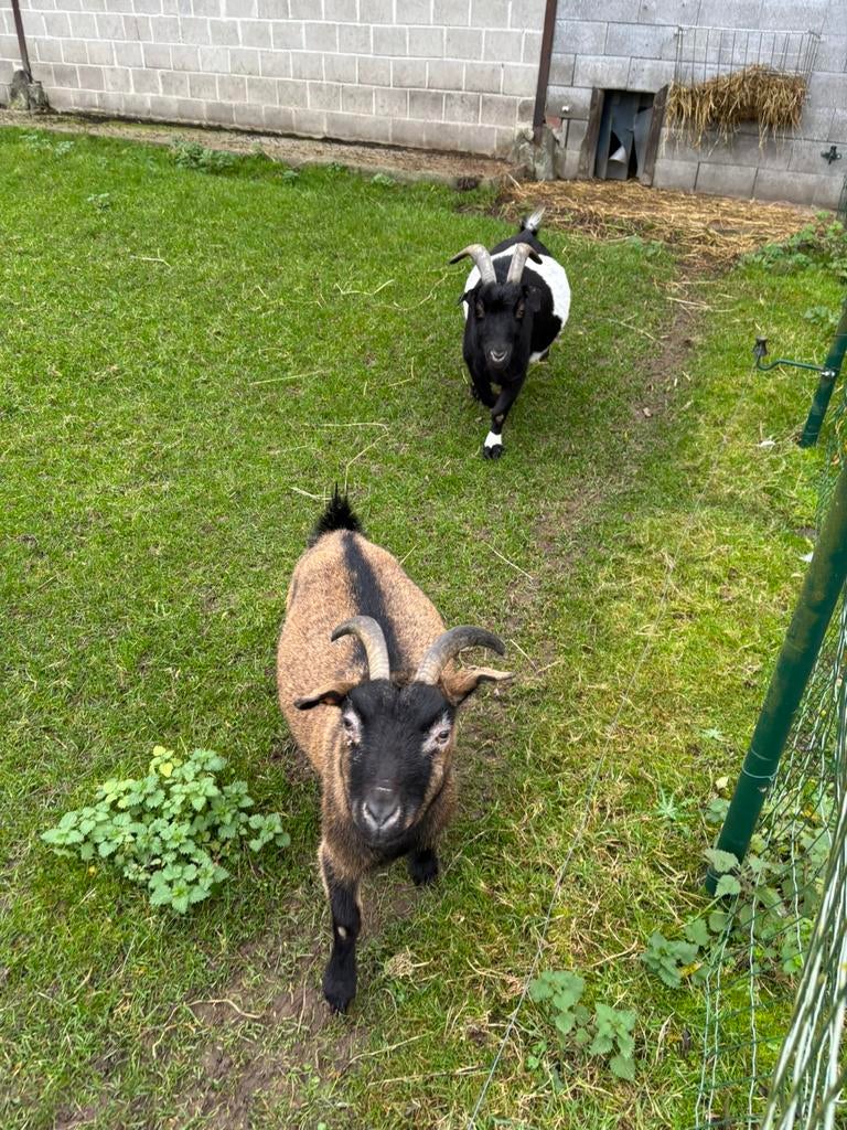 3 geitjes