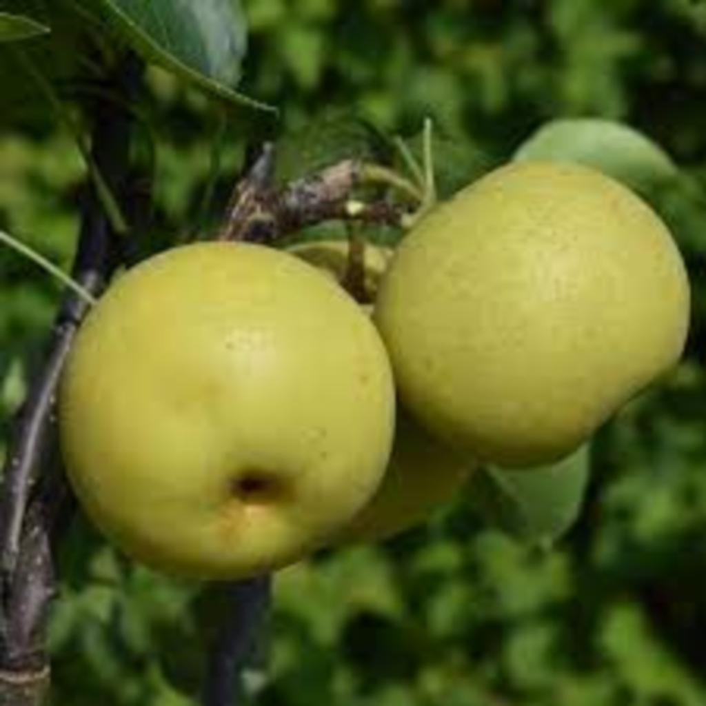 Nashi peren - Pyrus pyrifolia, Tuin en Terras, Ophalen
