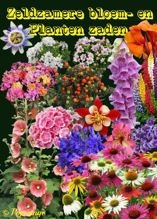 Bloem - en groentezaden tekoop !!!!, Ophalen of Verzenden, Nieuw, Tuinieren en Tuinplanten