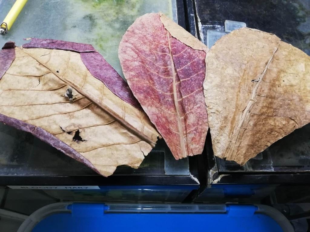 Catappa bladeren - XL, Dieren en Toebehoren, Ophalen of Verzenden, Nieuw, Plant(en), Steen of Hout