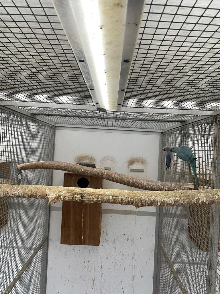 kweekkoppel halsbandparkieten opaline wkws, Perroquet