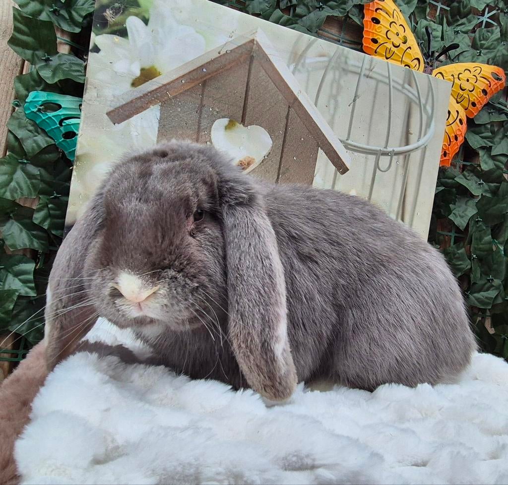 Lieve Franse hangoor ram ingeënt, Hangoor