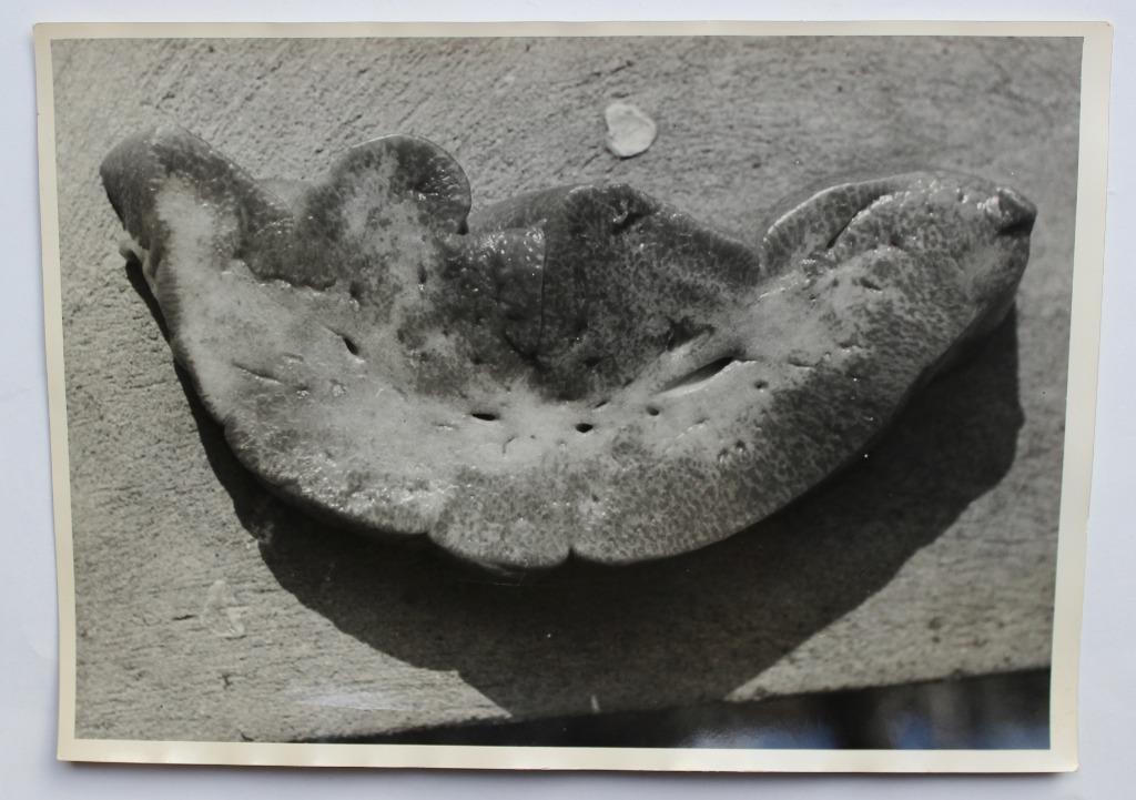 oude medische foto uit CONGO, Verzamelen, Gebruikt, Foto, 1940 tot 1960, Buitenland