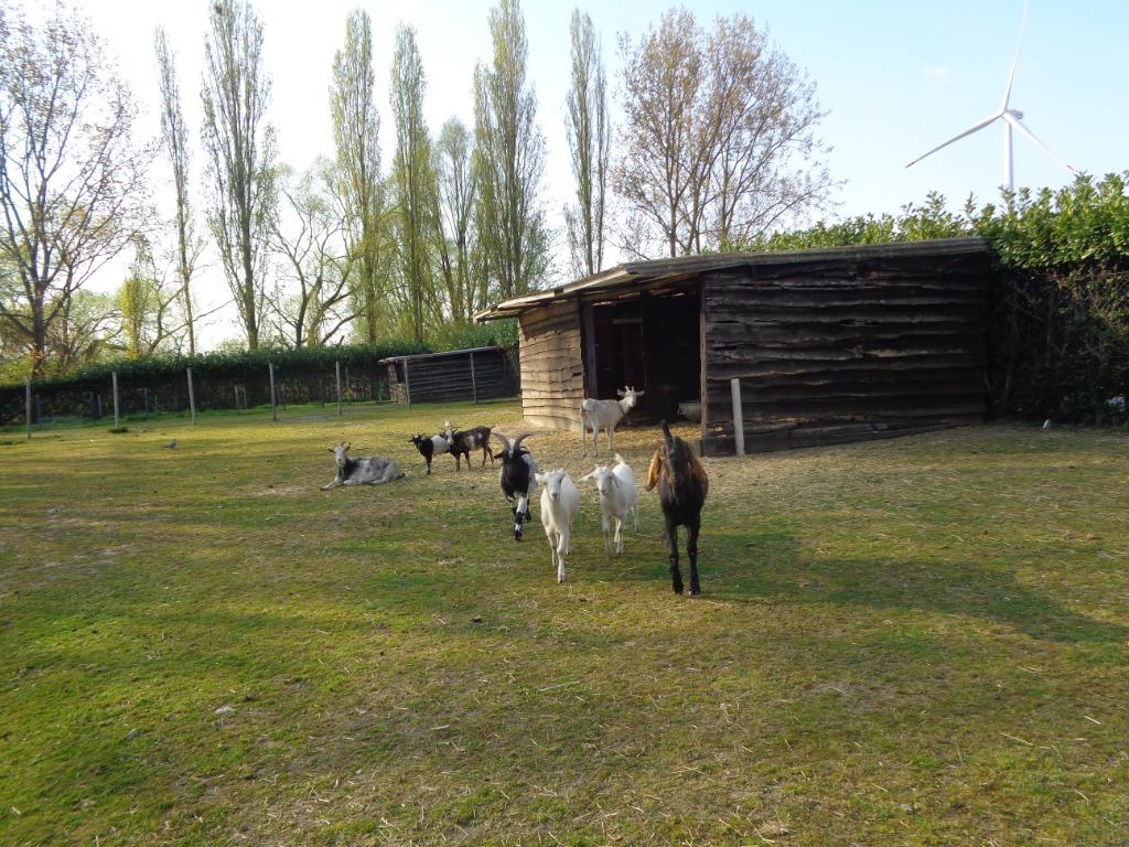 wij zoeken neerhof dieren, Meerdere dieren, Geit, 6 jaar of ouder