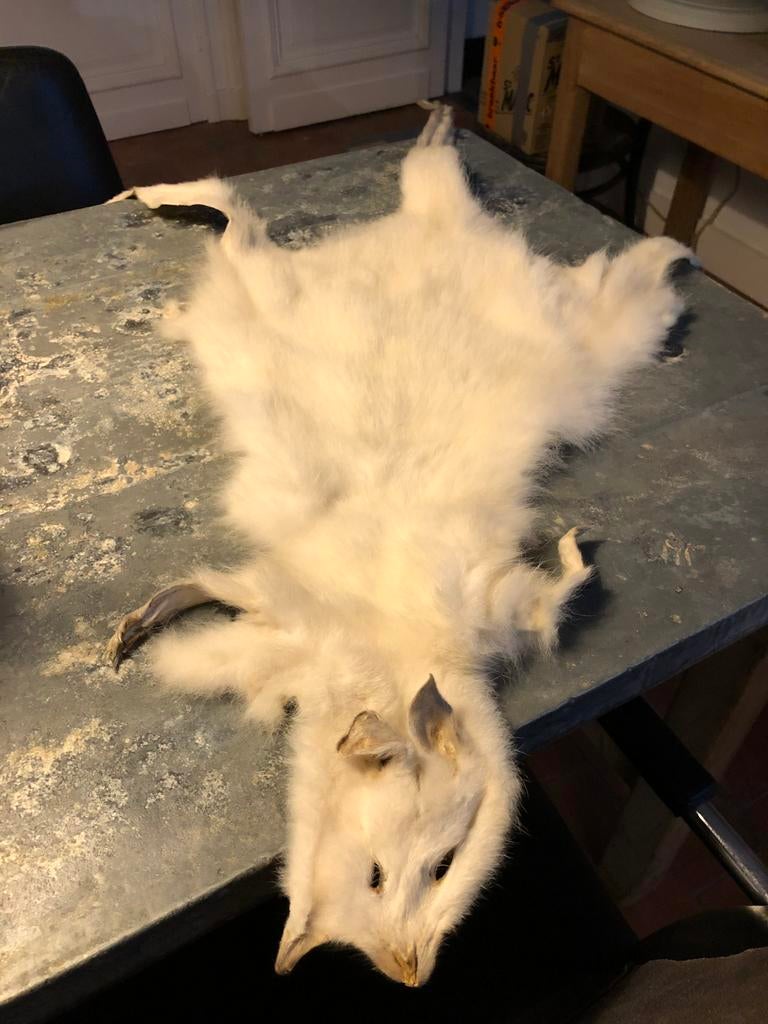 TAXIDERMIE TAXIDERMY VEL HUID WITTE WALLABY CURIO, Ophalen of Verzenden, Gebruikt, Wild dier, Overige typen