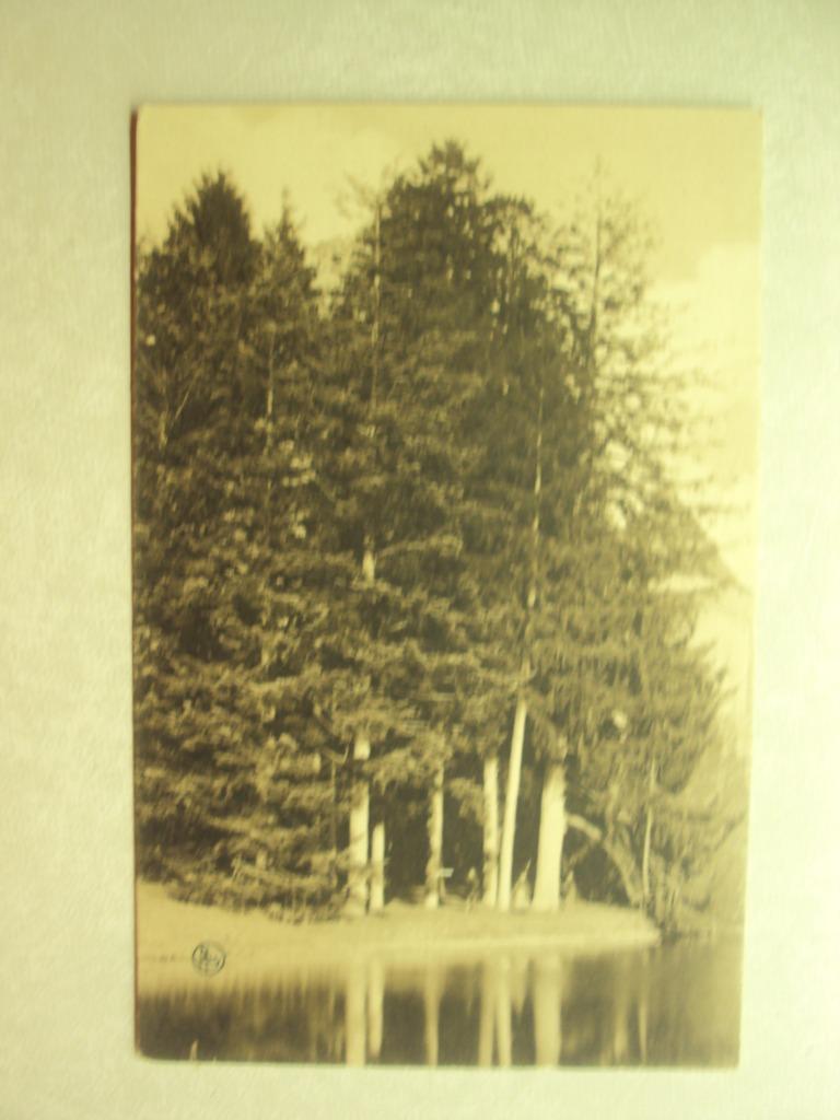 49105 - SERINCHAMPS - SAPINS, Enlèvement ou Envoi