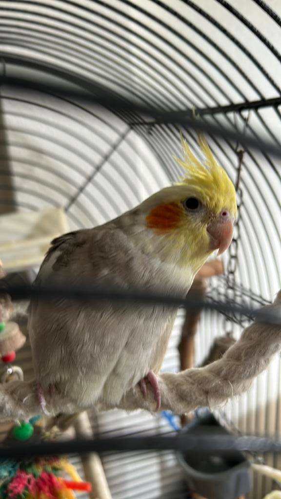 Hand tam, Dieren en Toebehoren, Tam