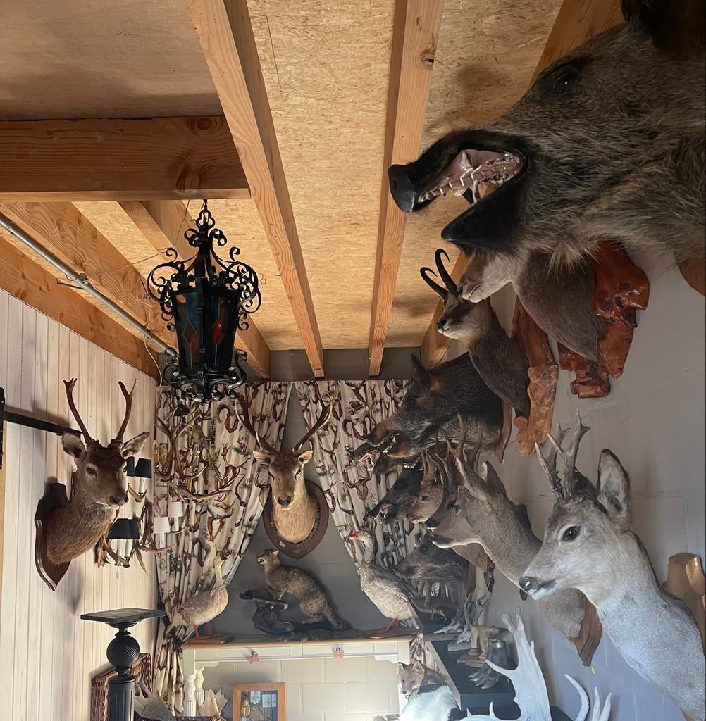TAXIDERMY - Belles Têtes Farcies !!!, Enlèvement ou Envoi, Utilisé, Animal sauvage, Bois ou Tête