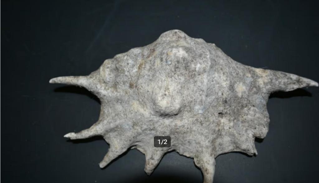 OUDE SCHELP, Ophalen of Verzenden, Schelp(en)