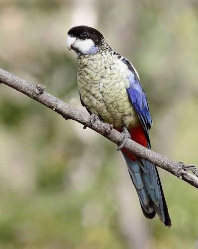 Gezocht: Browns rosella, Dieren en Toebehoren, Meerdere dieren, Parkiet, Geringd