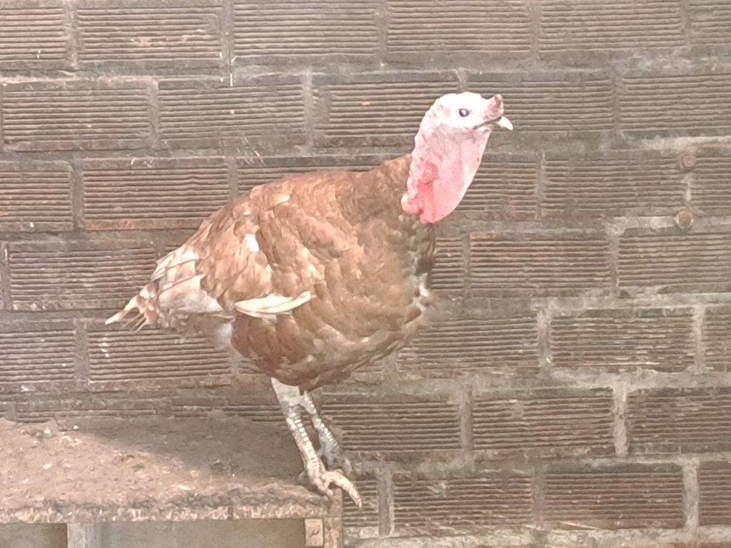Kalkoen haan rode ardenner, Dieren en Toebehoren, Pluimvee, Mannelijk, Kalkoen