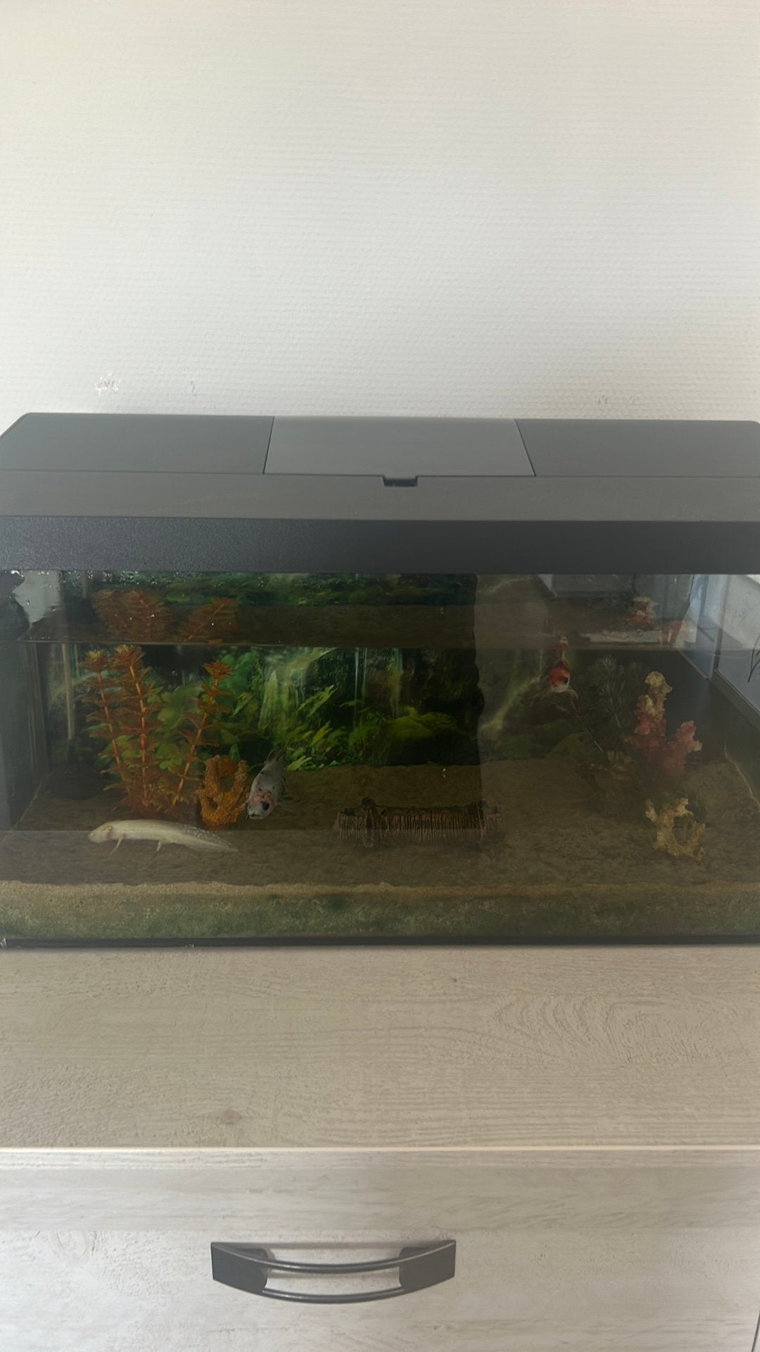 Aquarium te koop met 2 vissen en 1 Axeloti, Ophalen, Zo goed als nieuw