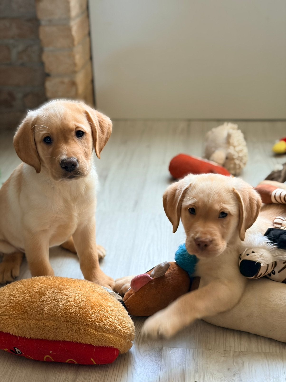 Super sociale huisgefokte labrador pupjes, Maladie de Carré (chiens), 8 à 15 semaines, Labrador retriever, Plusieurs