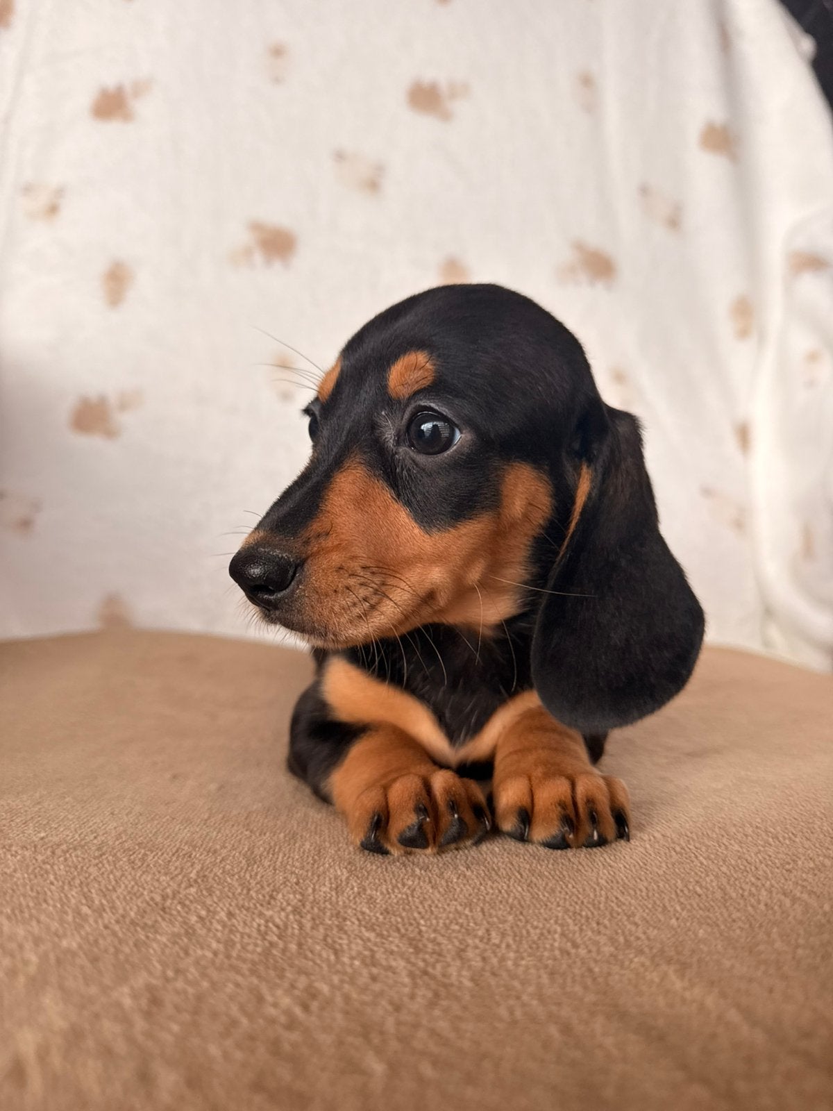 Teckel pups black and tan en red, Dieren en Toebehoren, Honden | Teckels en Dashonden, België, CDV (hondenziekte), 8 tot 15 weken