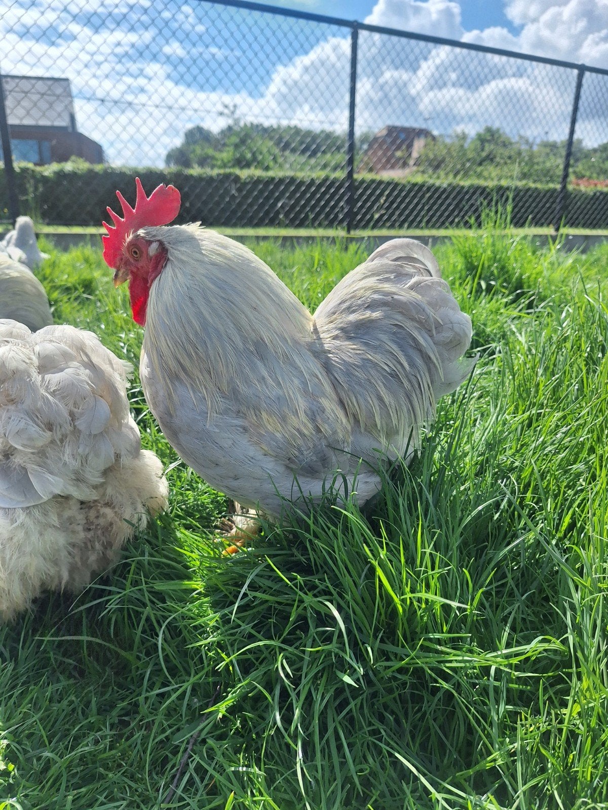 Gratis cochin kriel haantjes parelgrijs, Dieren en Toebehoren, Mannelijk, Kip