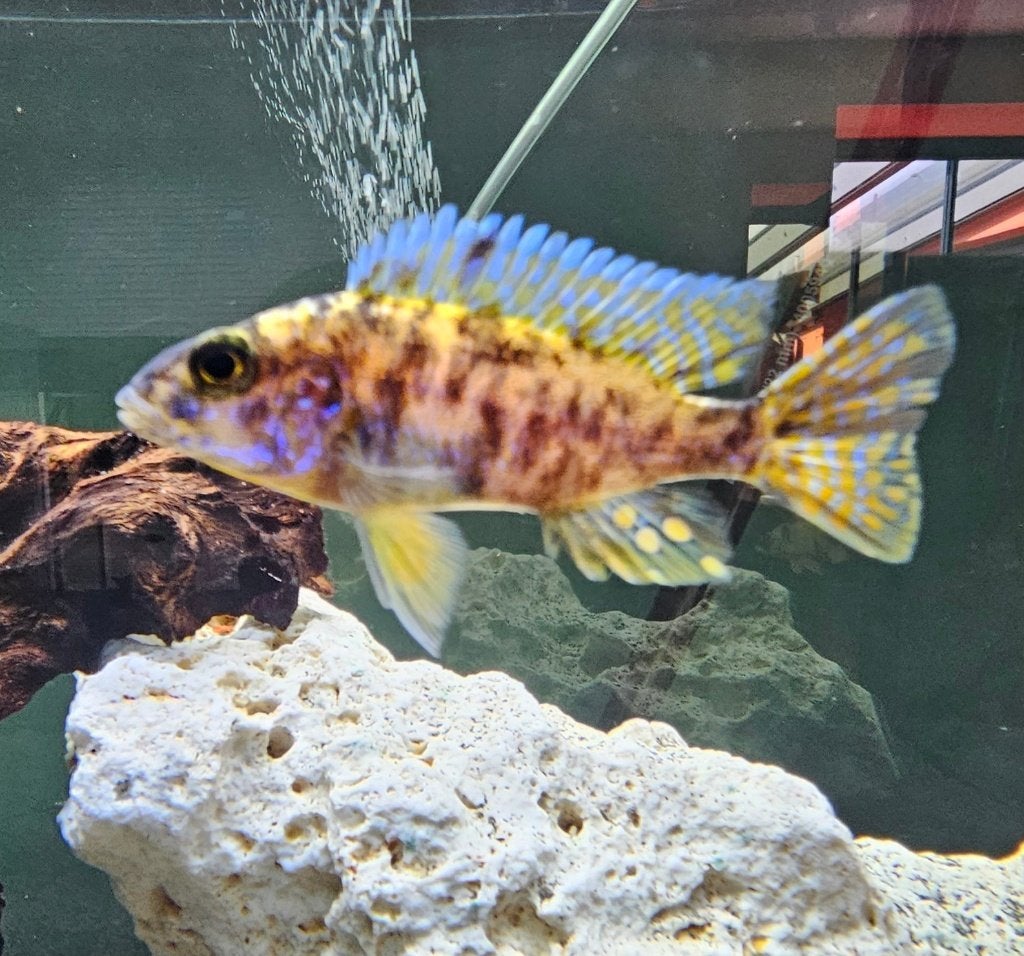 Aulonocara Yellow Berry malawi cichliden, Vis, Zoetwatervis
