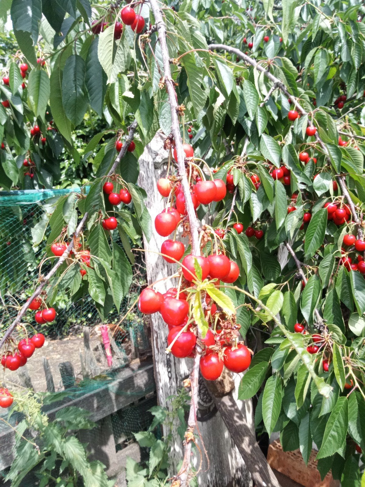 Verse kersen, Tuin en Terras, Ophalen