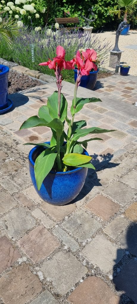 Canna City of Portland, Enlèvement
