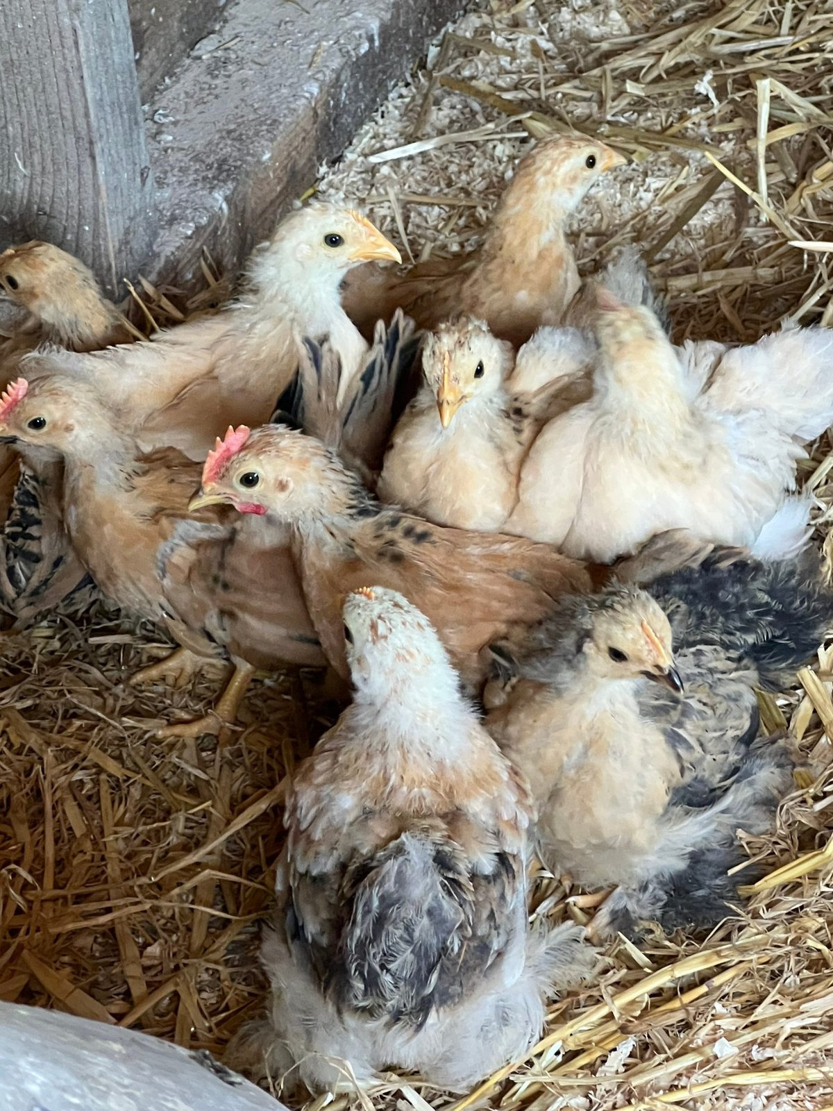 Gratis jongen kriel haantjes, Dieren en Toebehoren, Pluimvee