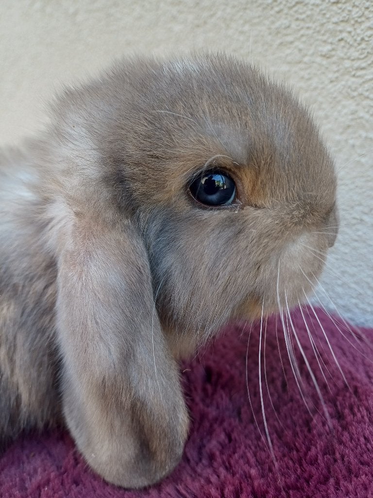 Mooie Franse hangoor voedster, Dieren en Toebehoren, Konijnen, Vrouwelijk, Groot, Hangoor, 0 tot 2 jaar