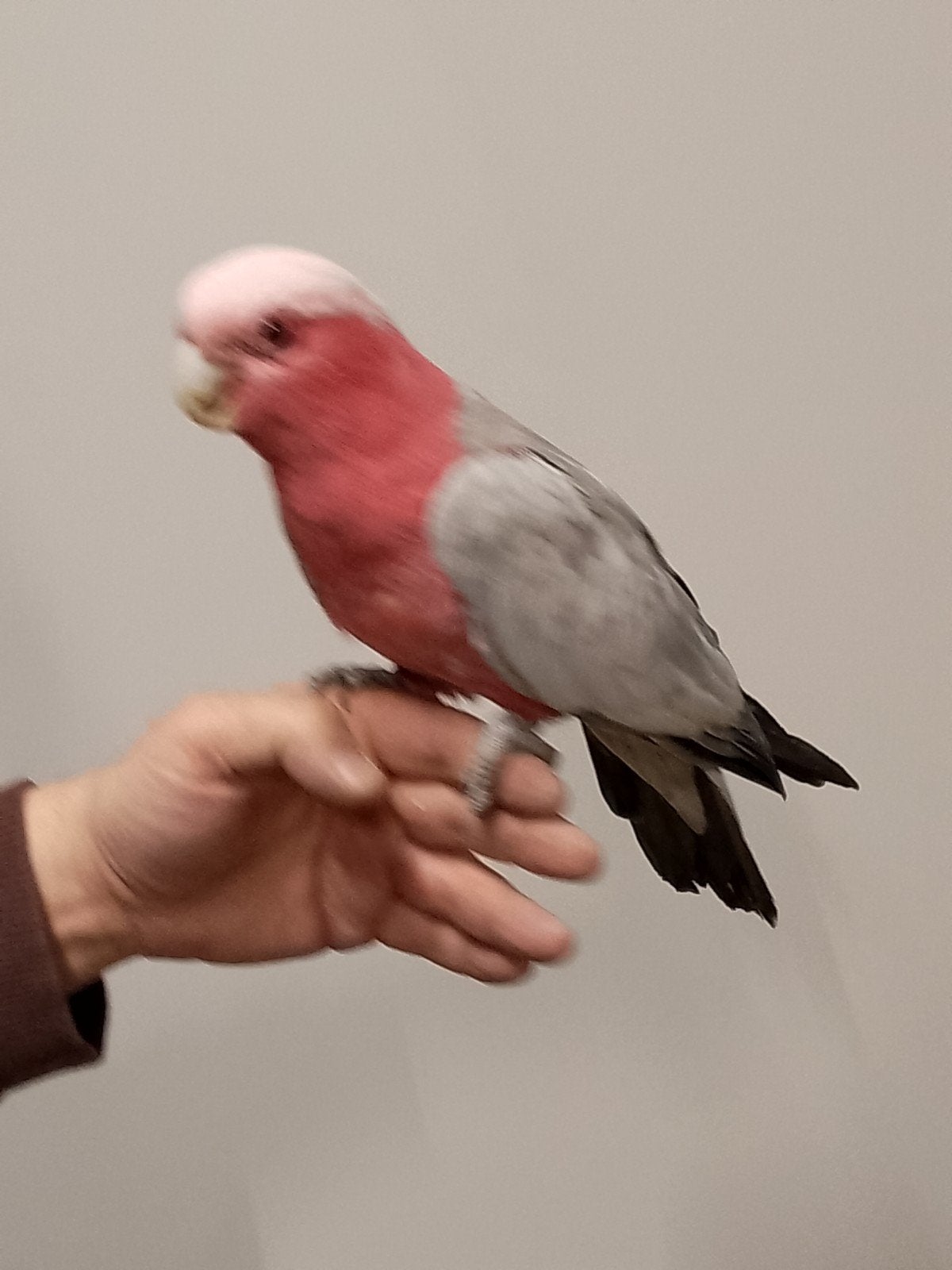 Jonge tamme baby Rose Kakatoes met DNA en getest op alle zie, Plusieurs animaux, Perroquet, Domestique