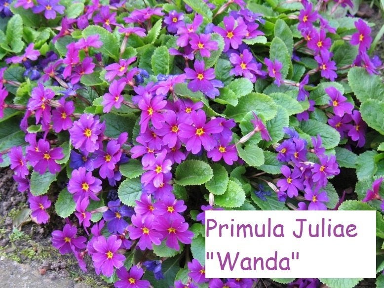 Primula Juliae "Wanda", prachtige sleutelbloem, Enlèvement, Printemps, Plante fixe, Mi-ombre