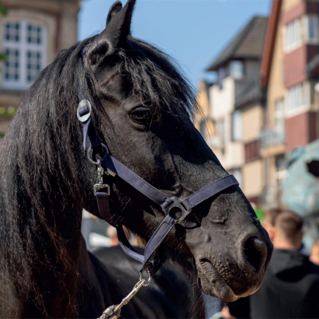 Paardenmarkt Torhout - handelsmarkt met paarden & standen, Dieren en Toebehoren, Ophalen, Nieuw, Overige soorten