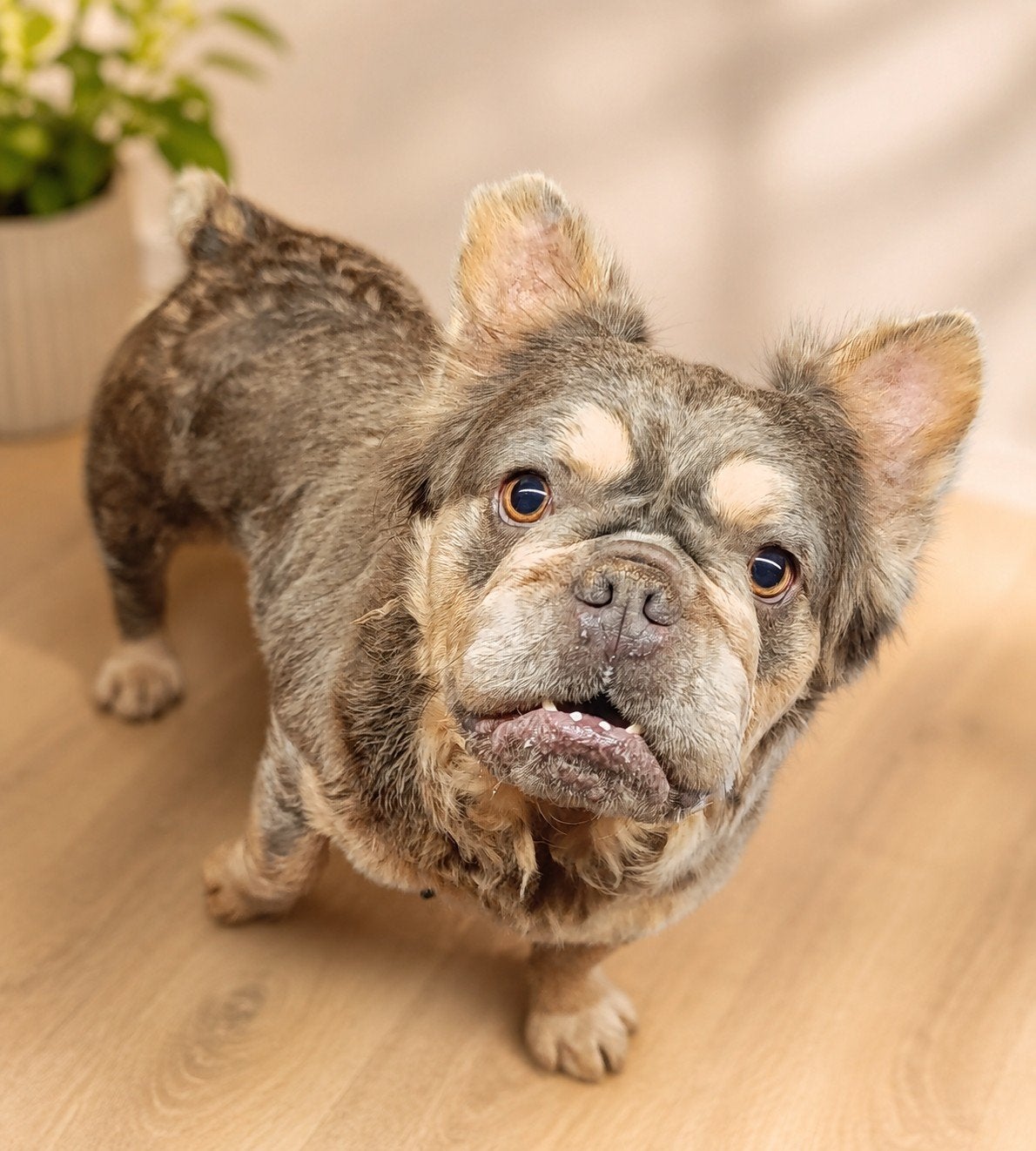 Franse bulldog Fluffy Teefje, Dieren en Toebehoren, Particulier, Buitenland, Teef, CDV (hondenziekte)