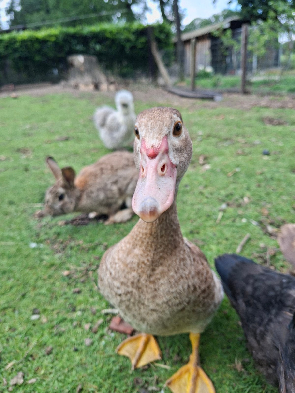 Barberie eenden te koop, Dieren en Toebehoren