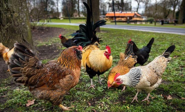 GEZOCHT , GRATIS KIPPEN HENNEN, Animaux & Accessoires, Oiseaux | Oiseaux Autre