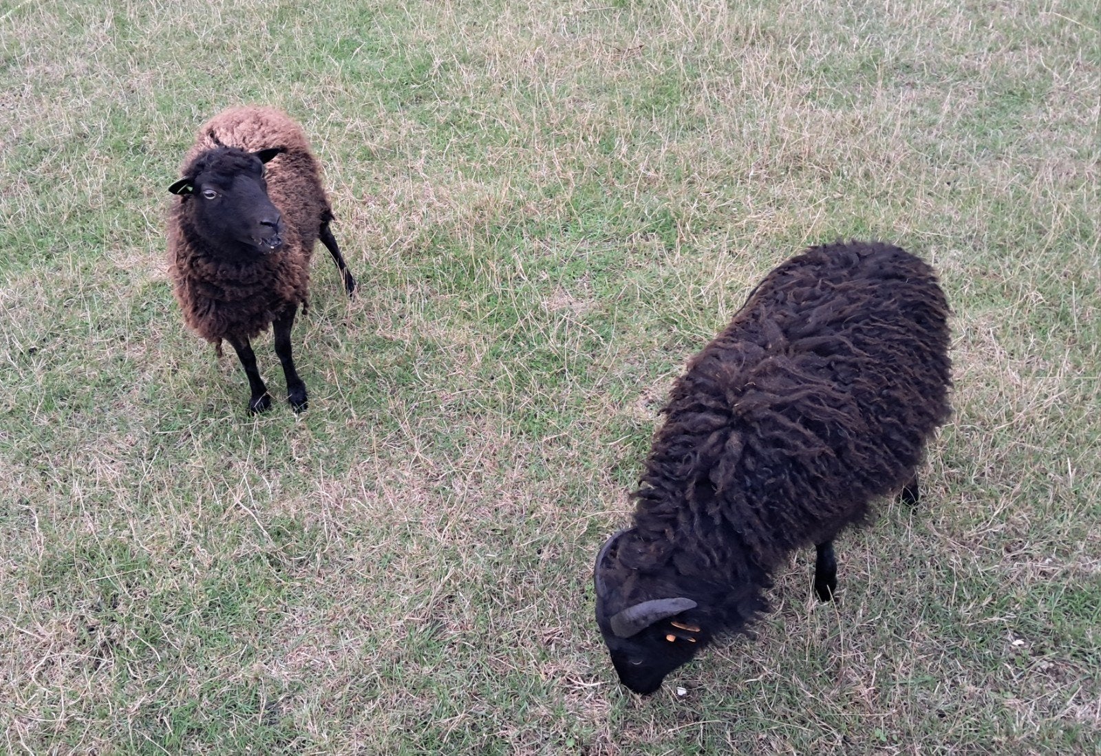 ouessant ooi en gecastreerd ramlam, Dieren en Toebehoren