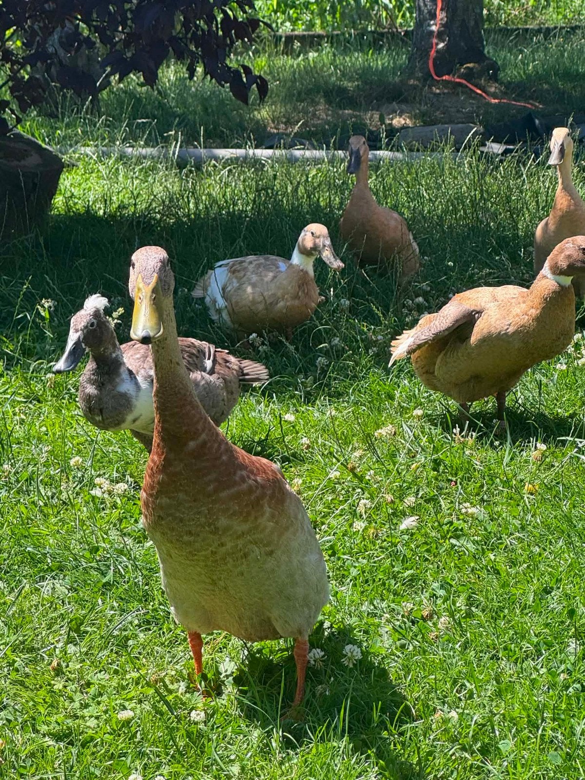 Indische loopeenden, Plusieurs animaux, Canard