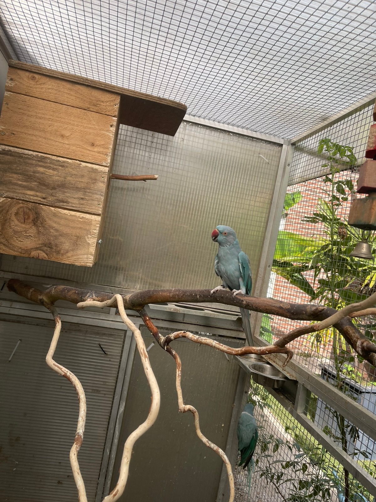 Koppel halsbandparkieten, Dieren en Toebehoren, Vogels | Overige Vogels, Meerdere dieren