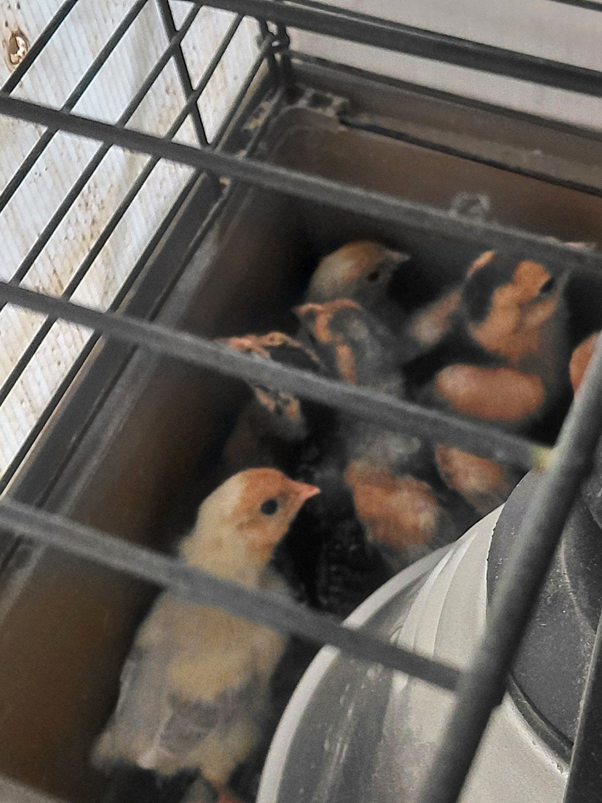 3 Wyandotte kriel ( splach ) kuikens