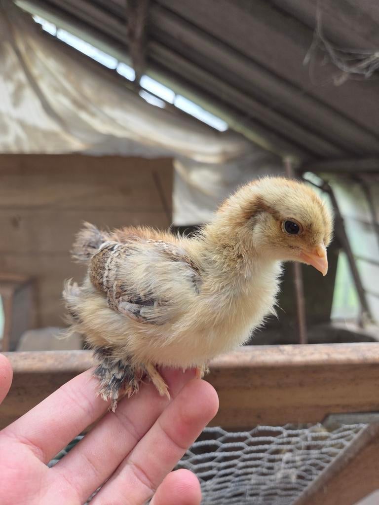 Hennen kuikentjes te koop, Dieren en Toebehoren, Pluimvee, Vrouwelijk, Kip