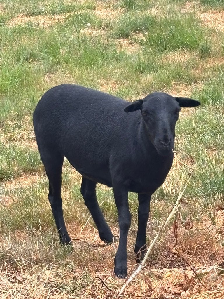 Kameroen ooi, Vrouwelijk, Schaap, 0 tot 2 jaar
