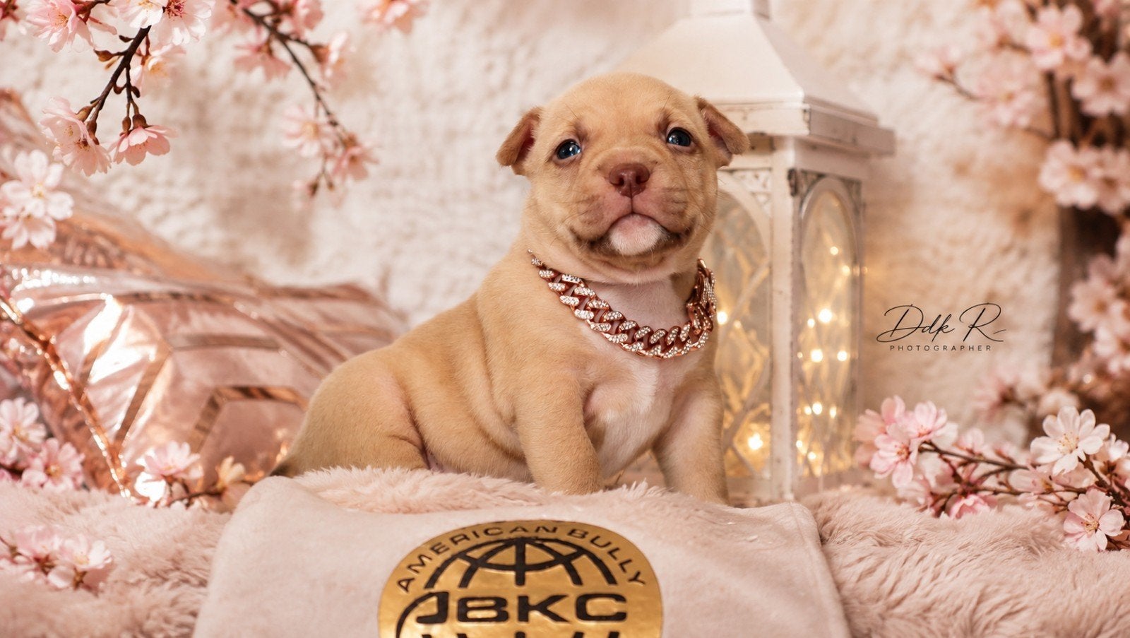 Prachtige American bully pups, Dieren en Toebehoren, Honden | Bulldogs, Pinschers en Molossers, België, 8 tot 15 weken, CDV (hondenziekte)