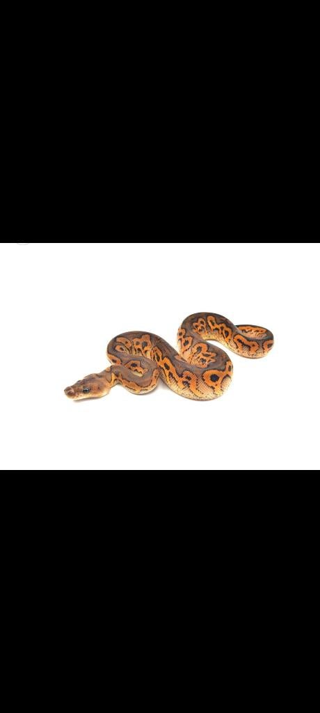 Koningspython, ball python, Serpent, 0 à 2 ans