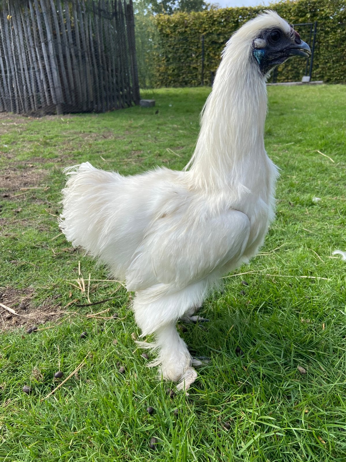 Zijdehoen haantje, Dieren en Toebehoren, Mannelijk, Kip