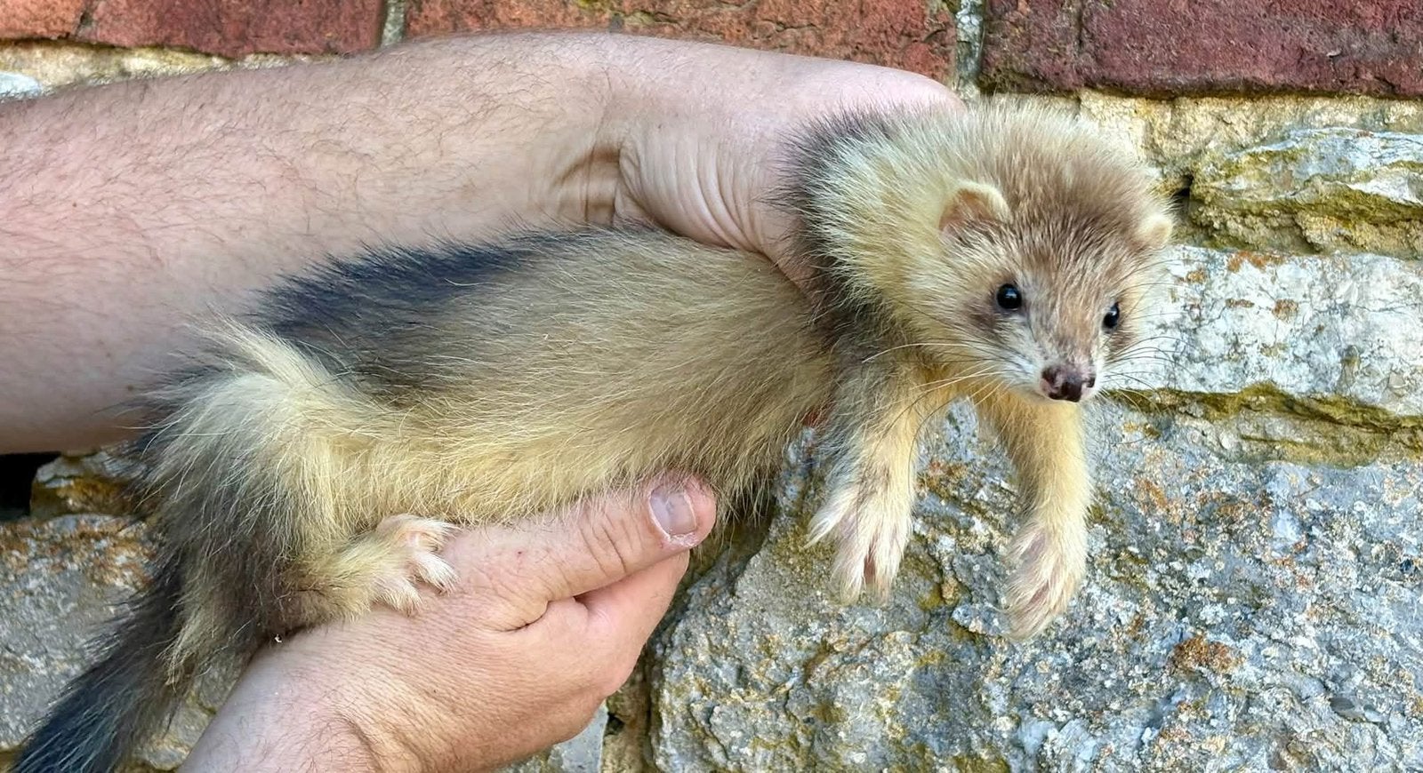 Jeunes furets disponibles, Animaux & Accessoires, Furet, Juin, Domestique, Plusieurs animaux