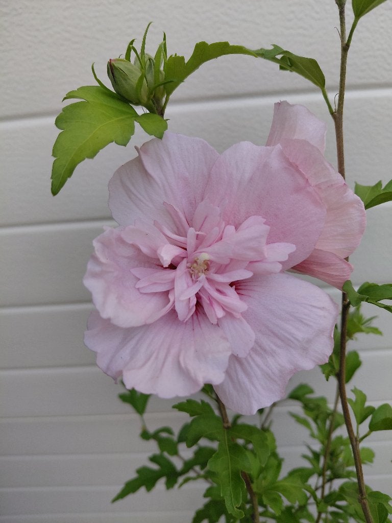 HIbiscus Chiffon Roze, Tuin en Terras, Planten | Tuinplanten, Ophalen, Volle zon